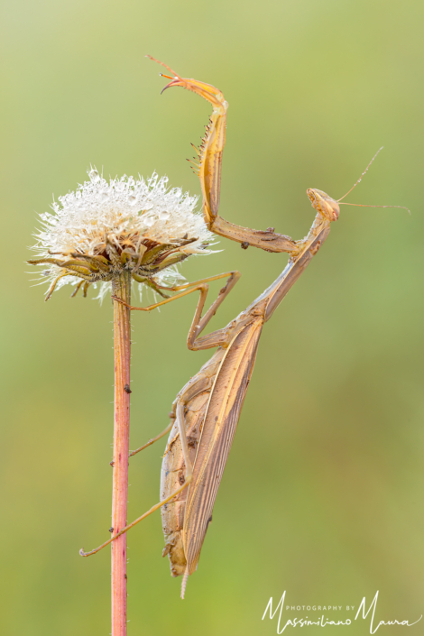 Mantide Religiosa